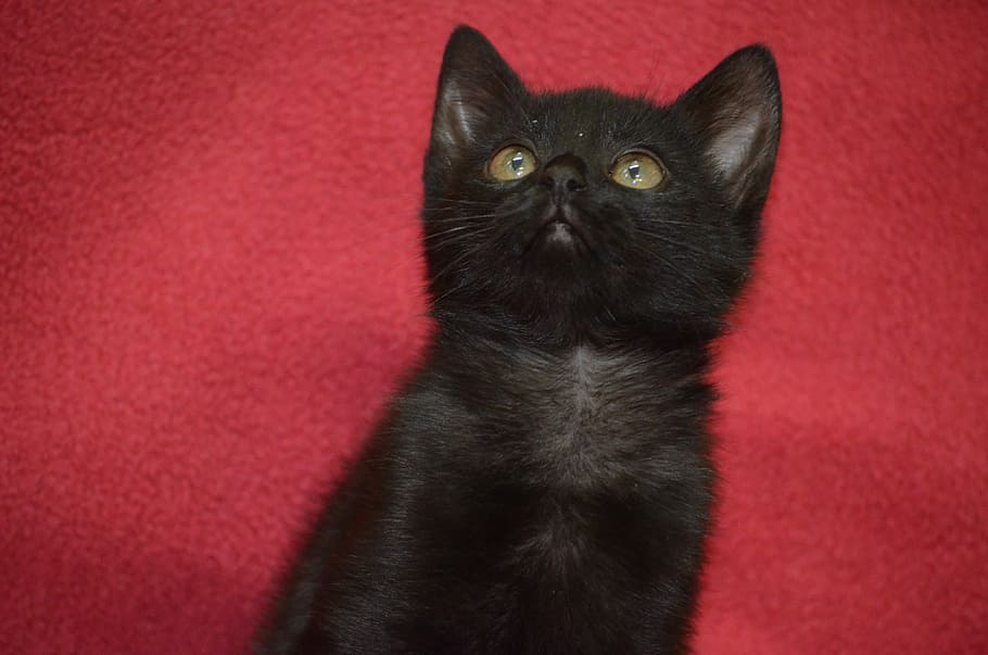 kucing, hitam, merah hitam, anak kucing hitam, anak kucing, bayi, alam, kesejahteraan hewan, hewan, mamalia