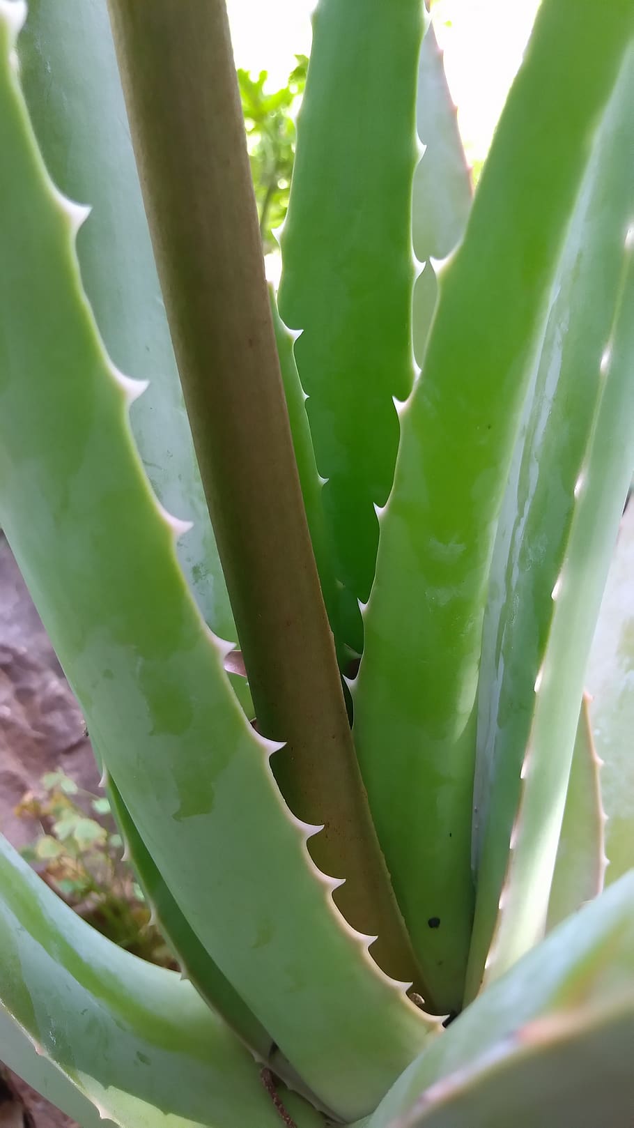cactus, planta suculenta, espina, aloe, planta, aloe vera, crecimiento, color verde, planta de aloe vera, sin gente