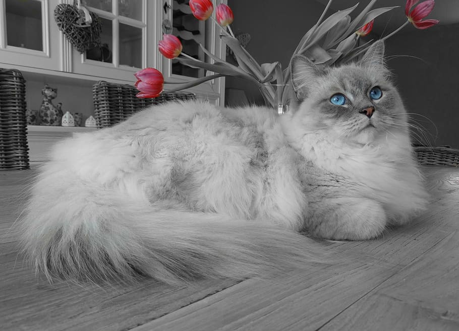 long-fur, white, gray, cat, laying, floor, remote access, ragdoll, blue eyes, relax