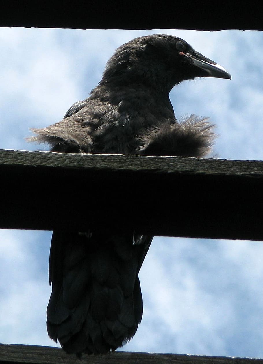 common raven, northern raven, corvus corax, silhouette, juvenile, ravenling, fledgeling, barn, moneymore, ontario