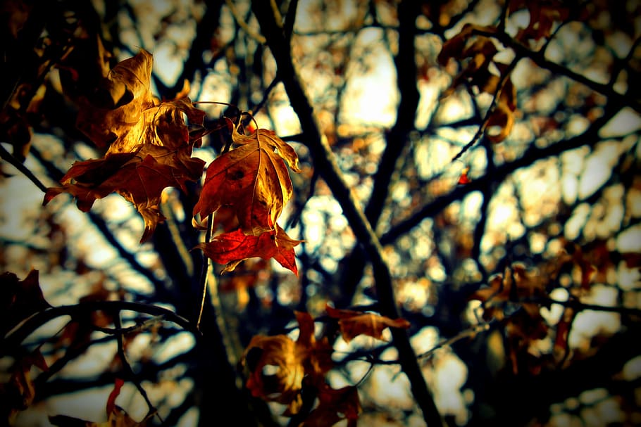 Hojas, otoño, hojas de otoño, fondo de hojas de otoño, temporada, naranja, naturaleza, amarillo, hoja, rojo