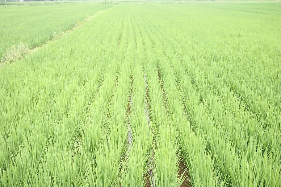 rice field, green, paddy, farmland, outdoor, asian, crop, rural, food, field