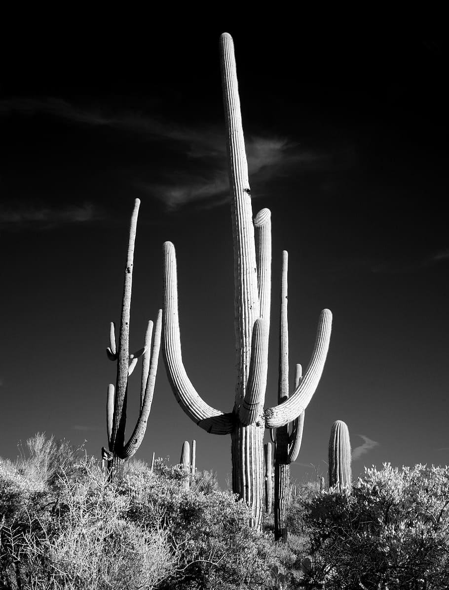 grayscale photo, cactus, surrounded, plants, sw, black and white, saguaro, desert, prairie, tucson