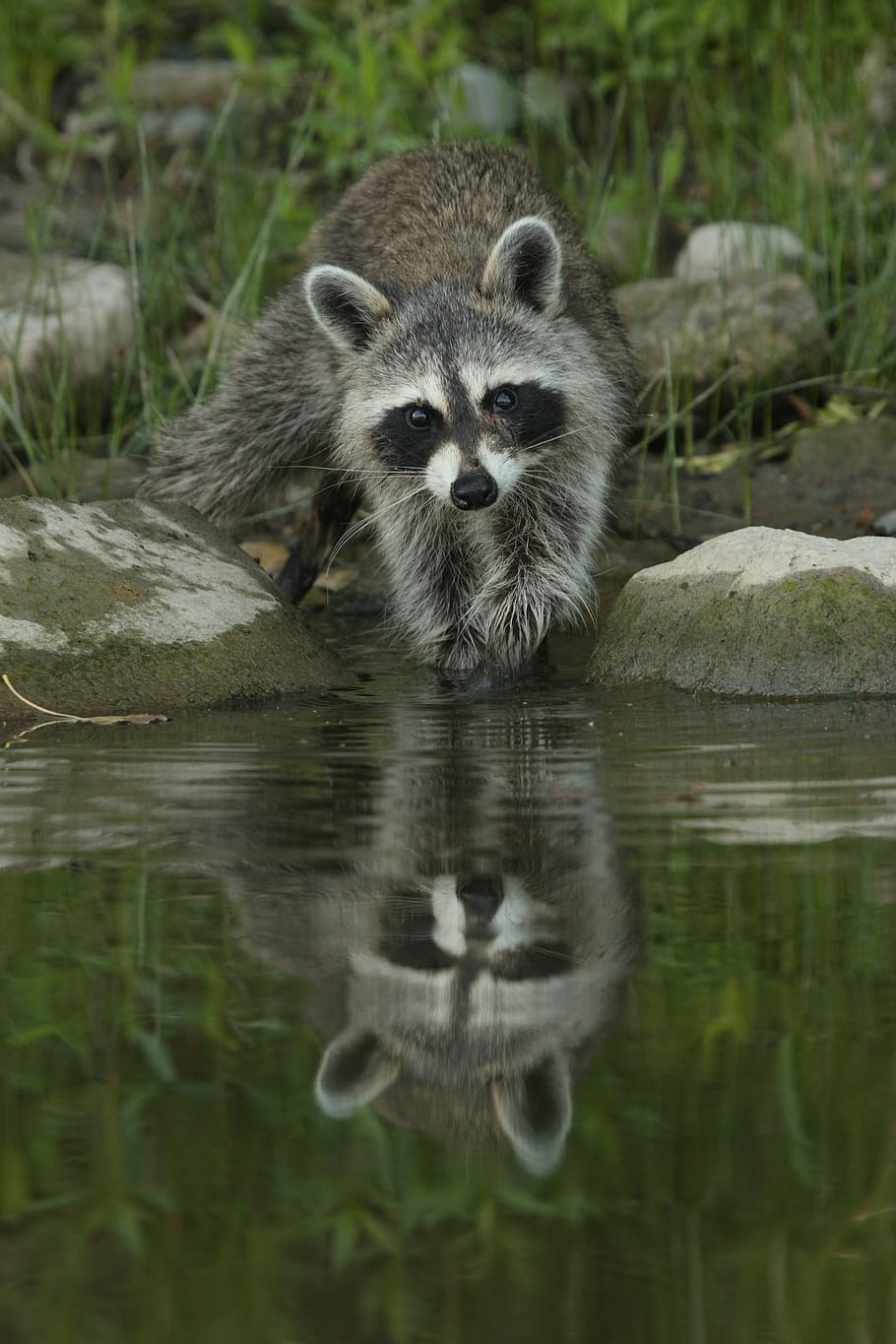 grey, white, raccoon, water, stones, nature, river, lake, reflection, rock