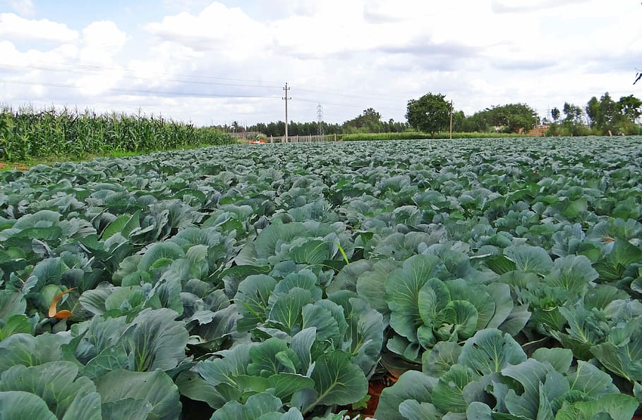 Cabbage, Crop, Field, Vegetable, India, agriculture, growth, farm, plant, sky