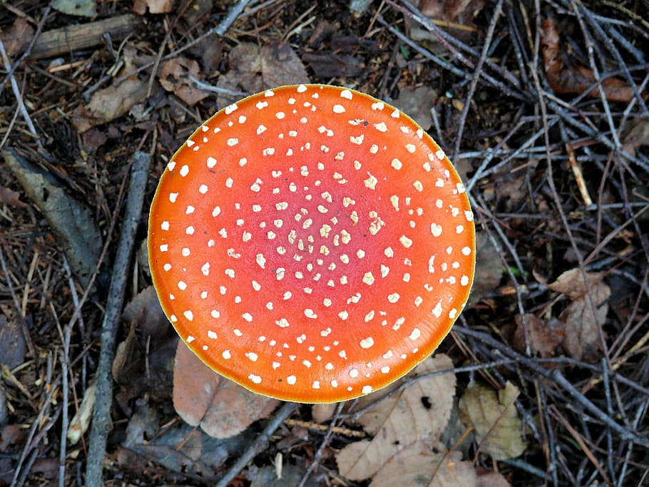 fly agaric, mushroom, red, white, red with white dots, autumn, nature, fungus, fly Agaric Mushroom, poisonous