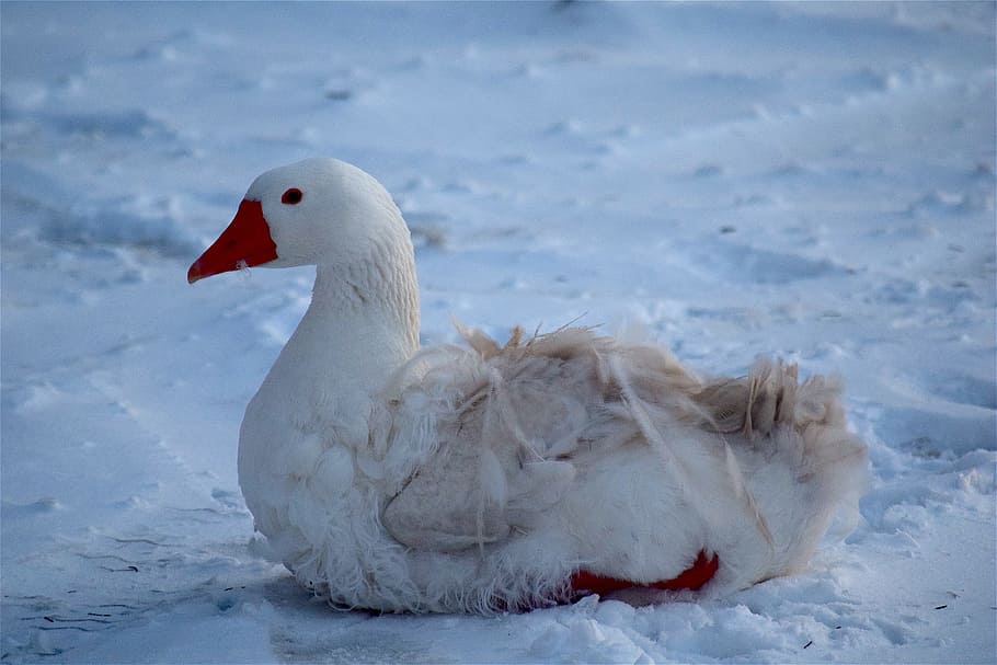 Goose, White, Snow, Pretty, Fluffy, animal, bird, nature, farm, rural