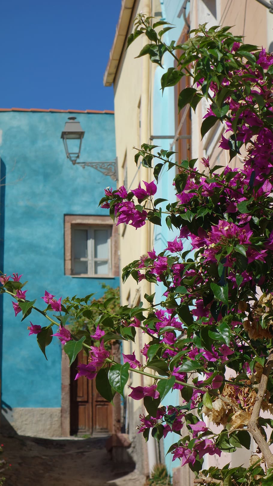 Sardinia, Colorful, Architecture, contour, home, plant, bougainvillea, city, mood, building