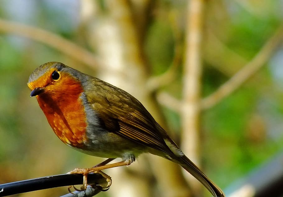 orange, green, bird, focus photography, daytime, green bird, in focus, photography, robin, perched