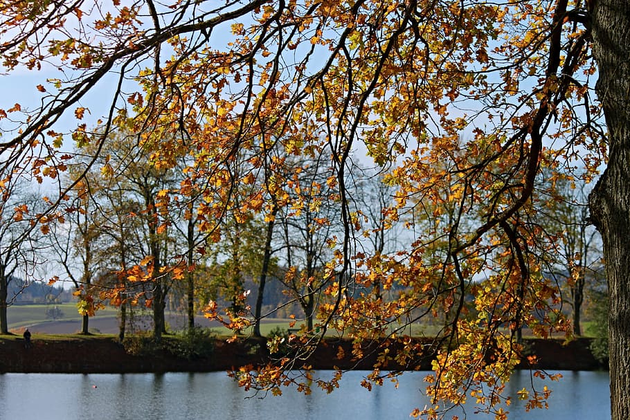 landscape, autumn landscape, lake, trees, leaves, colorful, lakeside, nature, autumn, autumn mood