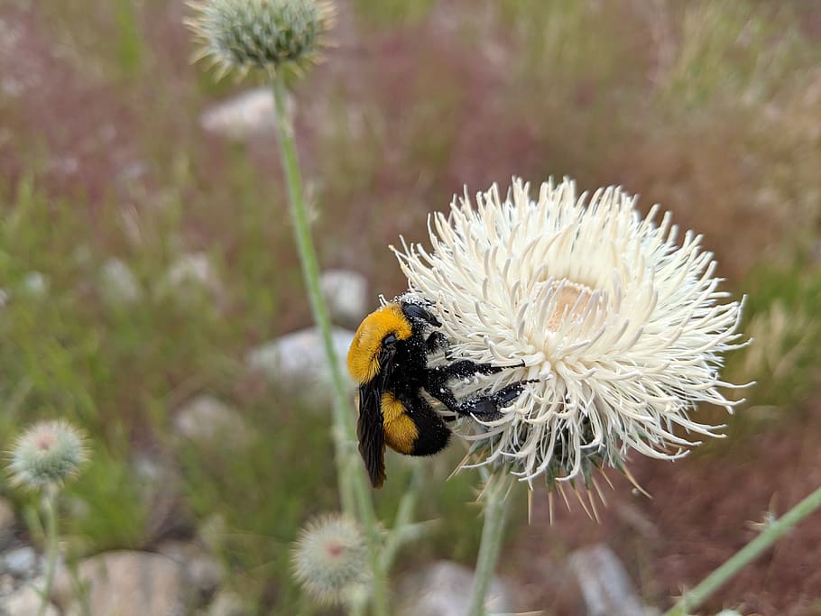 abejorro, abejas, abeja, insecto, naturaleza, animal, polinización, flor, polen, amarillo