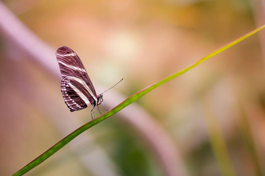 butterfly, insect, animal, nature, plant, blur, green, leaf, animal wildlife, animal themes