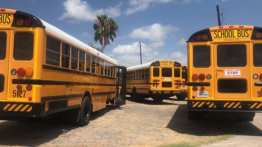 three, yellow, school buses, parked, outdoors, daytime, bus, school, school bus, education