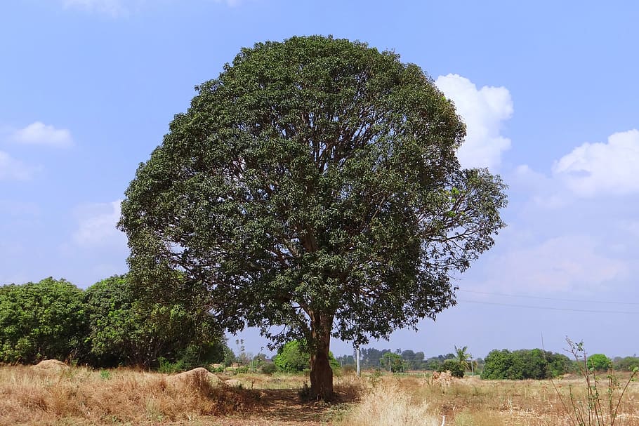 Mango Tree, Mangifera Indica, Hirehonnehalli, Índia, paisagem, região selvagem, cenário, natural, selvagem, meio ambiente