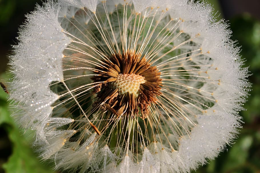 close-up photography, white, dandelion, flying seeds, seeds, flower, pointed flower, spring, wild flower, nature