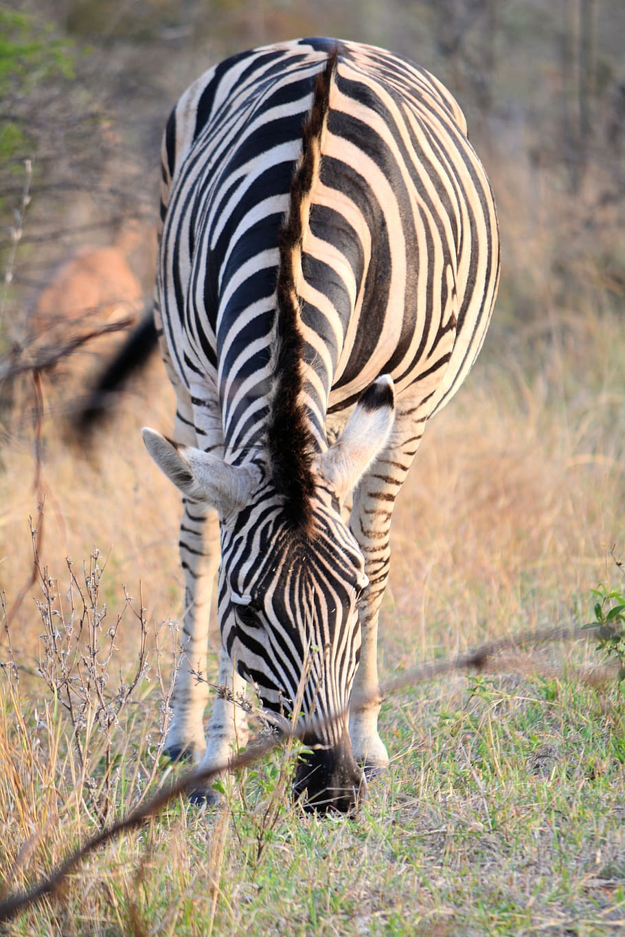 Zebra, Kruger Park, Park South, South Africa, Stripes, kruger park south africa, nature, safari Animals, africa, wildlife