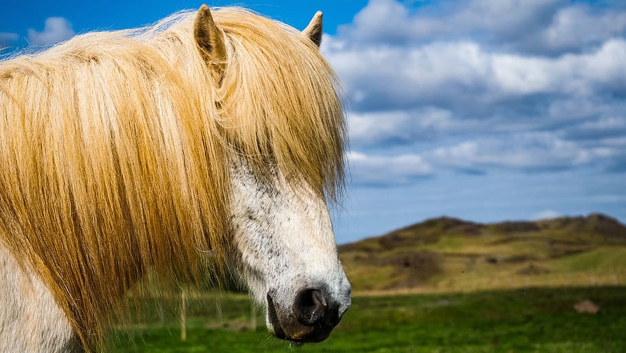 Islandia, kuda, Tanah, pemandangan, kuda poni, hewan, alam, Skandinavia, orang Islandia, di luar rumah