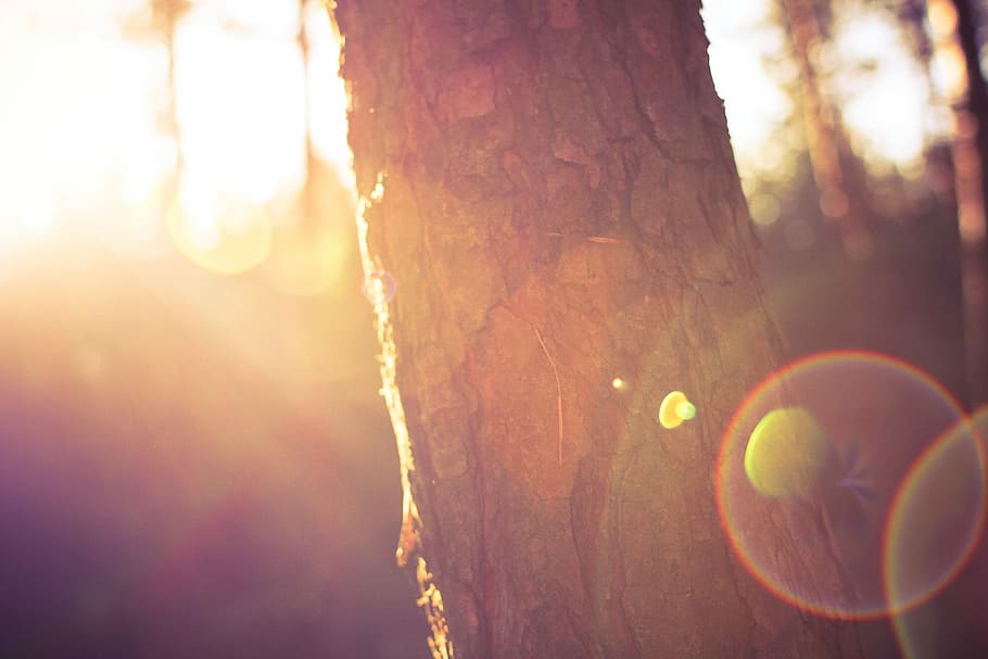 morning sunlights, Tree, Morning, colorful, sun, sunlights, nature, sunlight, outdoors, forest