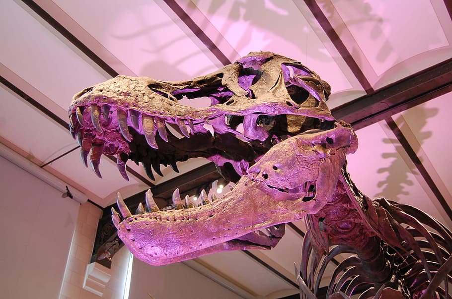 esqueleto de t-rex, interior, museo, dinosaurio, tiranosaurio, t-rex, esqueleto, prehistórico, ciencia, paleontología
