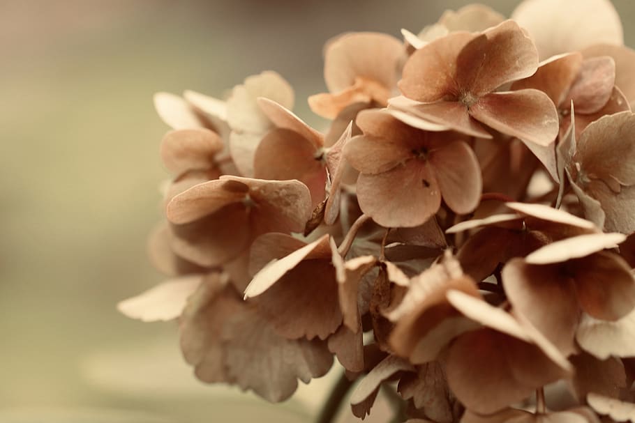 hydrangea, hydrangea flower, dried, trockenblume, petals, flower, plant, garden, pale pink, close-up