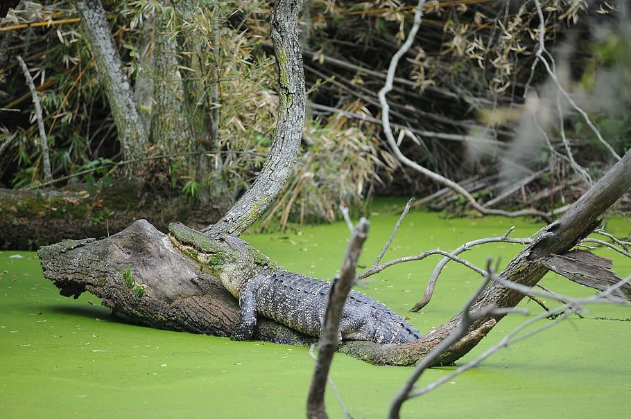 alligator, water, sunning, log, shore, reptile, swamp, wildlife, gator, outdoors