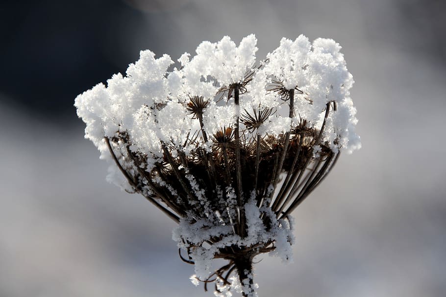 winter magic, whisk, chemical plants, snow, frost, cold, nature, plant, close-up, flower