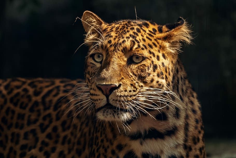 selectivo, foto de enfoque, leopardo, zoológico, felino, leonado, animal, naturaleza, salvaje, jaguar