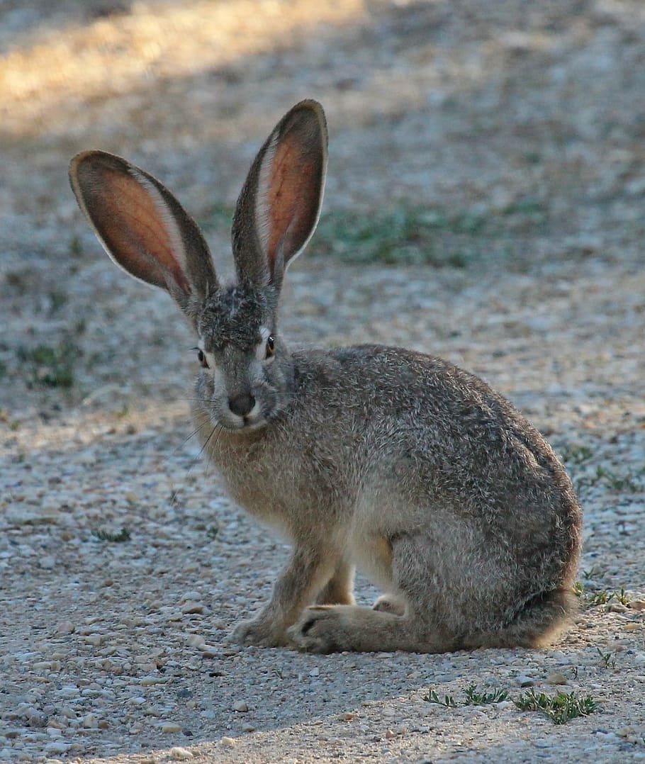 gray hare, black tailed jackrabbit, wild, nature, wildlife, portrait, sitting, ears, looking, curious
