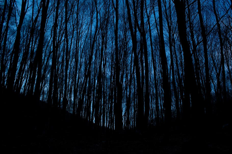 fotografi siluet, pohon, rendah, sudut, foto, bayangan hitam, kayu, hutan, gunung, langit