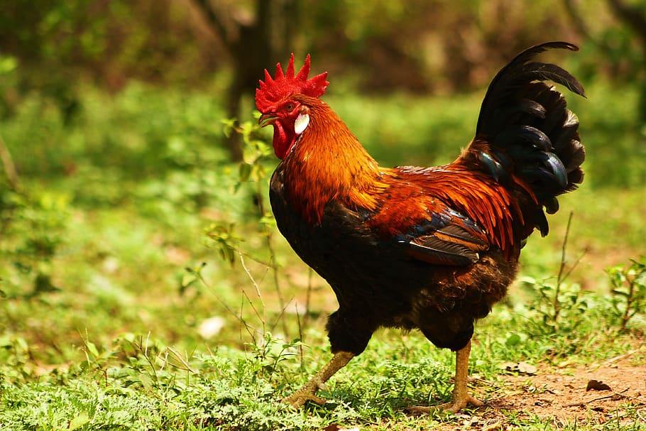 rooster, bird, poultry, livestock, feather, chicken, farm, plumage, fowl, cock
