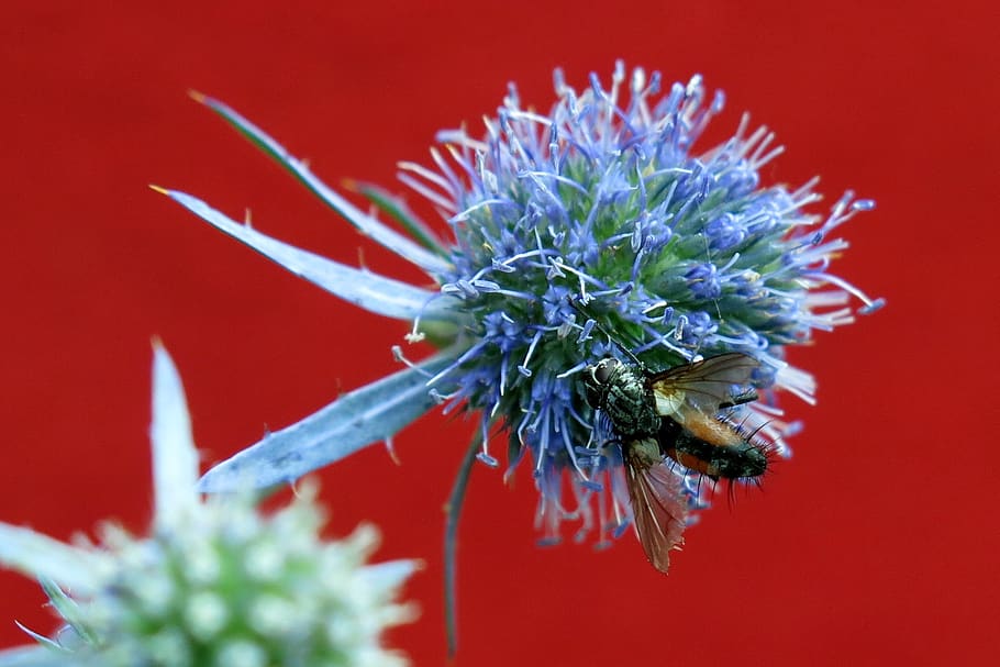 blood bee, furrow bee, diestel, macro, prickly, bee, close up, plant, flower, flowering plant