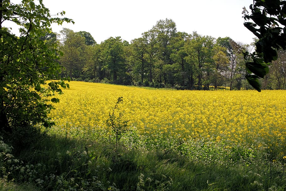 rape field, oilseed rape, agricultural plant, scenery, cultivation, countryside, yellow, plant, beauty in nature, growth
