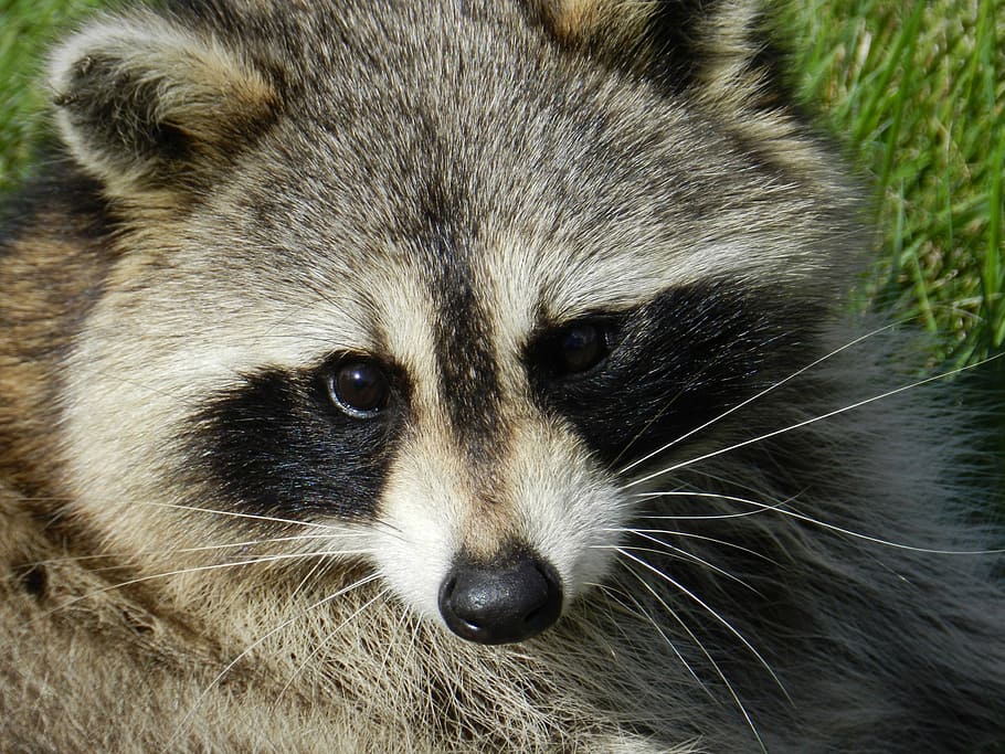 close, raccoon, animal, procyon lotor, common raccoon, north american raccoon, northern raccoon, coon, mammal, procyonid