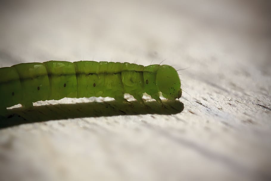 caterpillar, tensioner crawler, hairy, close up, nature, green, macro, green color, close-up, selective focus