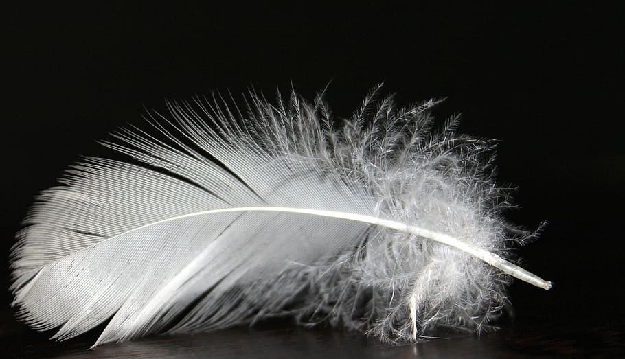 white feather, feather, feather fluff, white, fluffy, soft, bird feather, fluffity, filigree, black background