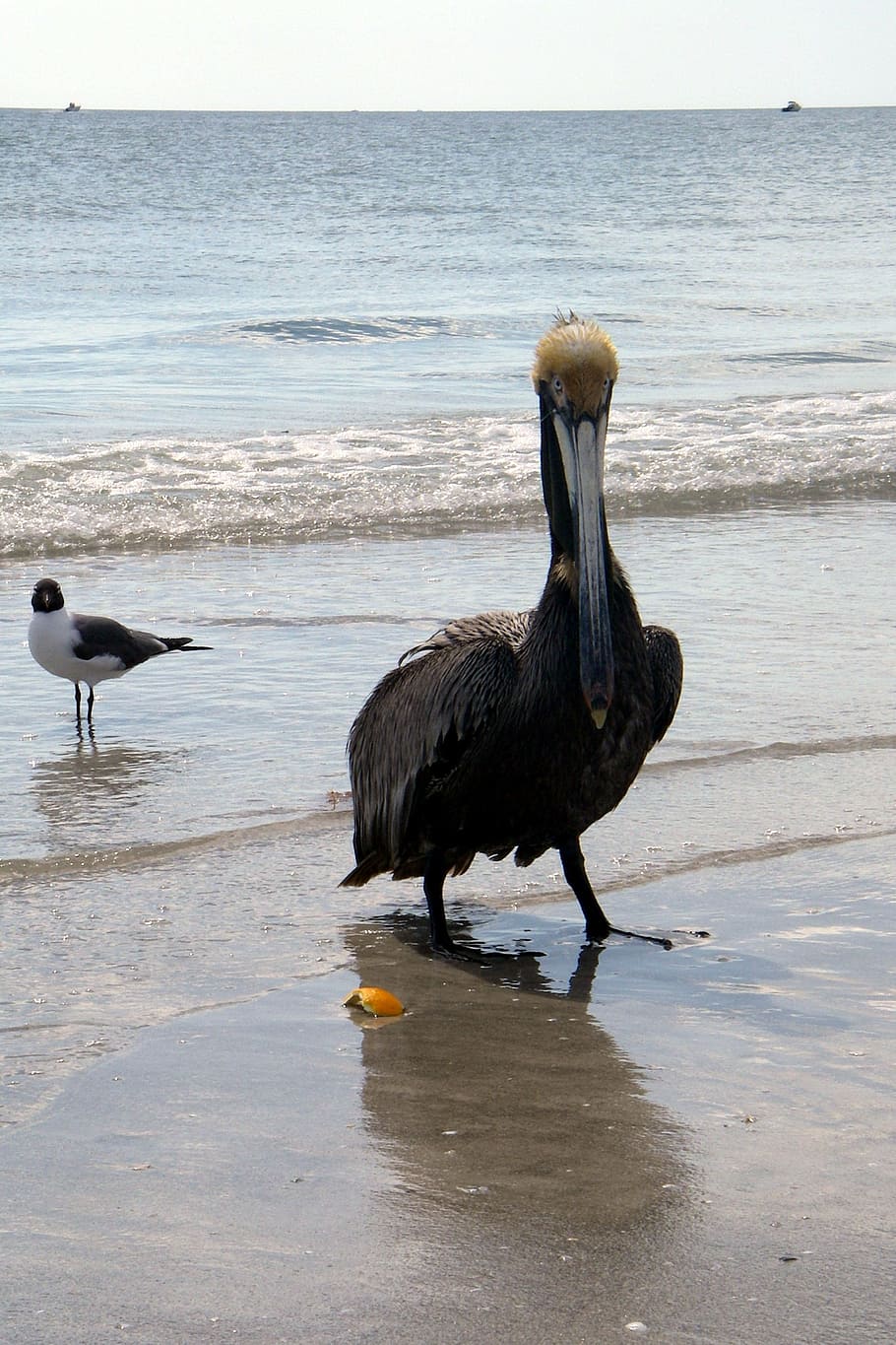 pelican, beach, brown pelican pelecanidae, pelecaniformes, state bird, caribbean, pelicans, waterfowl, birds, white pelican