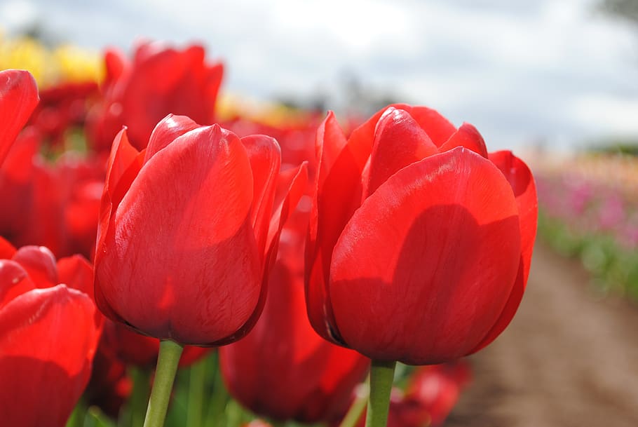 tulip, alam, berwarna-warni, musim semi, taman, mekar, flora, merah, bunga, tanaman berbunga