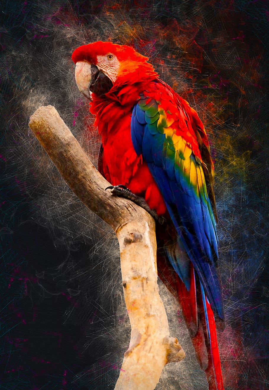 arara escarlate, bico, pássaro, colorido, pena, isolado, papagaio, plumagem, vermelho, tropical