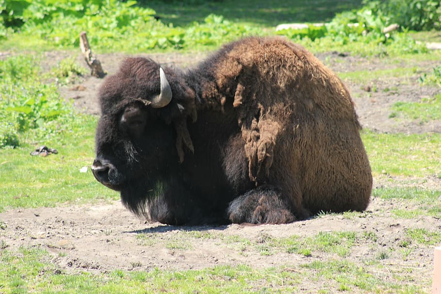 bison, zoo, wild, cattle, endangered, hoofed, wildlife, nature, animal, power