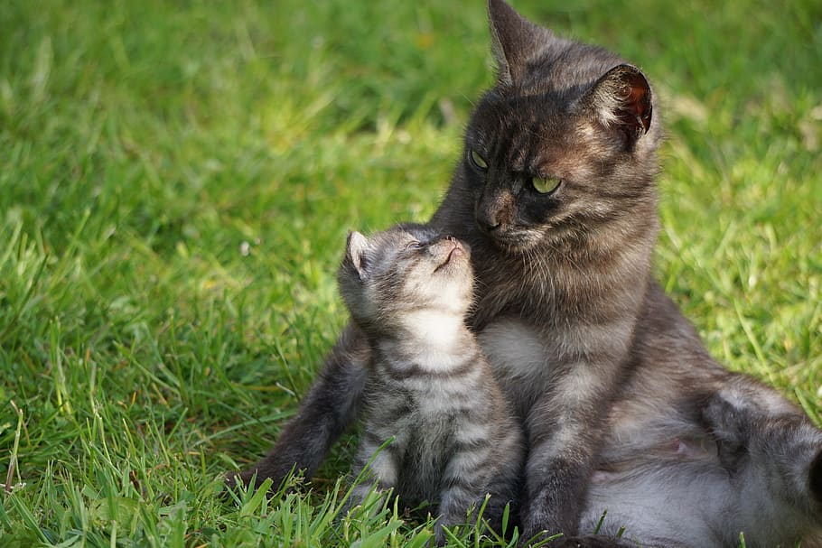 gato, amor maternal, mãe gata com gatinho, aconchego, mamífero, temas animais, animal, grama, doméstico, animais de estimação