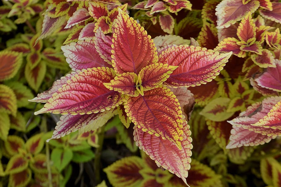 coleus plant, flower, flowerbed, colorful, yellow, red, pink, botanical, botany, bloom