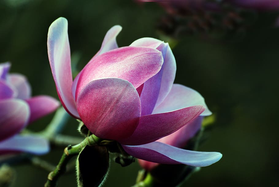 Magnolia, bunga klaster merah muda, tanaman berbunga, bunga, tanaman, keindahan di alam, kerentanan, daun bunga, kerapuhan, pertumbuhan