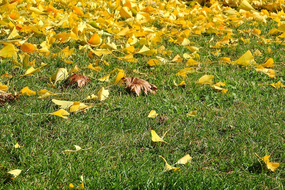 紅葉, 落ち葉, 黄色の葉, 黄金色の秋, 色, 落ちた, 植物, 黄色, 開花植物, 土地