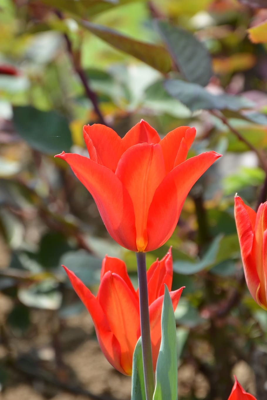 tulipas, vermelho, macro, cores vivas, natureza, primavera, planta, detalhes, flor, bonita
