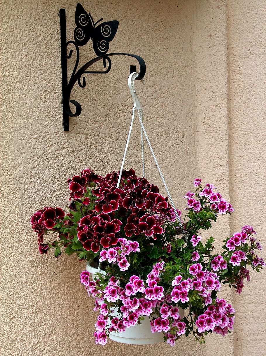 自然, 植物, 紫, ピンクの花, 英国のゼラニウム, 庭, 背景, 色, 観葉植物, 吊り花
