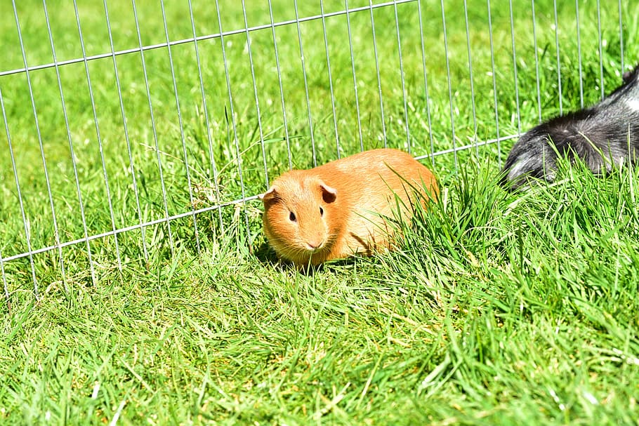 guinea pig house, cavia porcellus, guinea pig, caviidae, rodent, animal, dear, sweet, cute, grass
