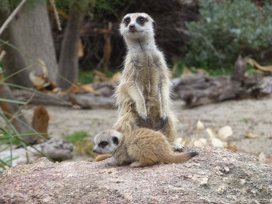 meerkats, meerkat baby, zoo, cute, africa, wildlife, eyes, meerkat mother and baby, lookout, animal wildlife