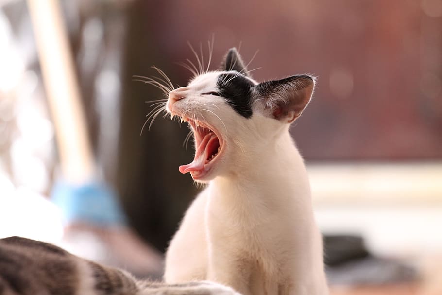 medium-coated, white, black, cat, animal, kitten, funny, yawning, animal themes, pets