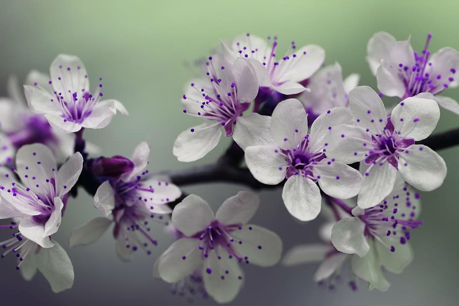 白, 紫, 花びらをつけた花の植物, 花, 花びら, 春, 自然, ブルーム, 植物, 開花