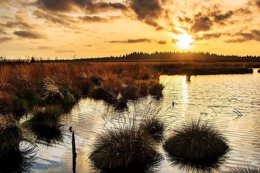 日没, 湿原, ヴェーン, ベルギー, アイフェル, 気分, 自然保護区, 沼地, abendstimmung, 風景